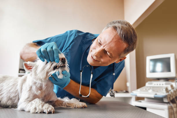 Best 24-Hour Emergency Dentist in De Soto, KS